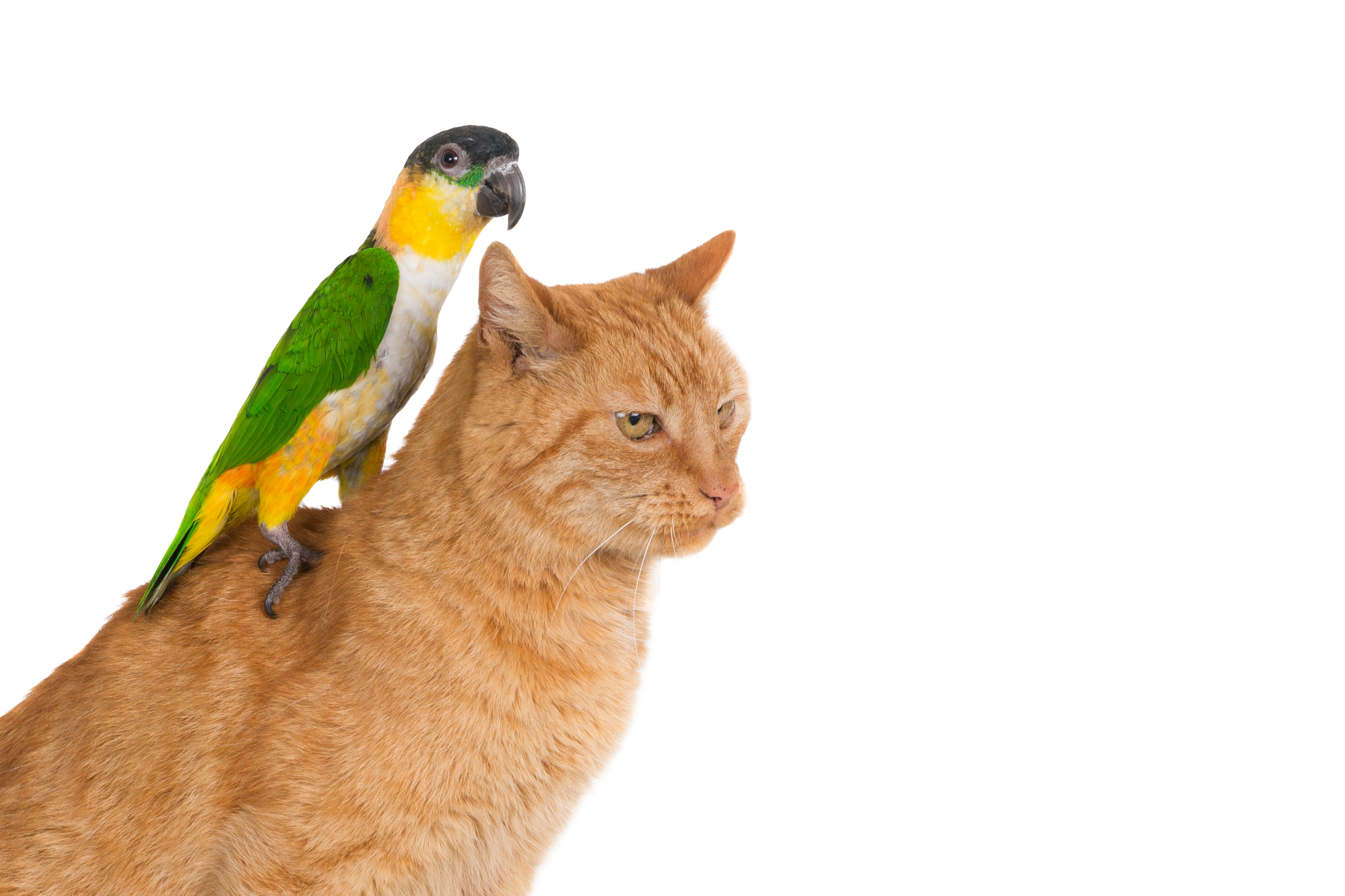 Cat with parrot